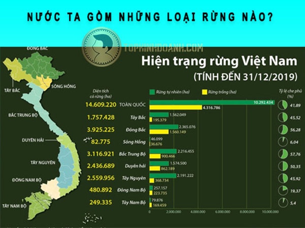 Nước ta gồm những loại rừng nào - Phân chia các loại rừng ở Việt Nam