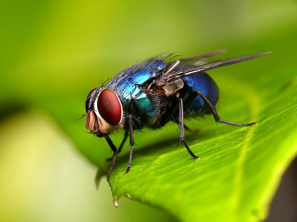 Nằm mơ thấy ruồi lành hay xui đánh con gì chuẩn xác dễ trúng nhất?