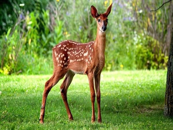 Vô tình thấy con nai có con số gì may mắn?