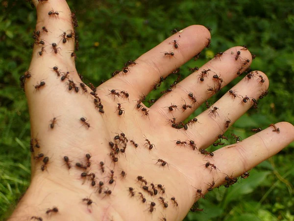 Giải mã mơ thấy đàn kiến có con số nào may mắn?