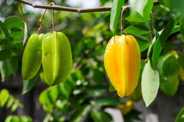 Nằm mê thấy ăn quả khế chua