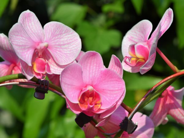 Mơ thấy hoa lan màu trắng