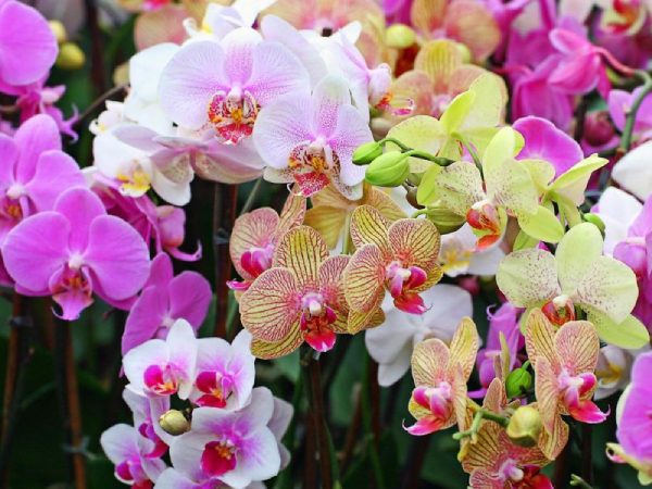 Nằm mơ thấy hoa lan là điềm báo thành công hay thất bại?