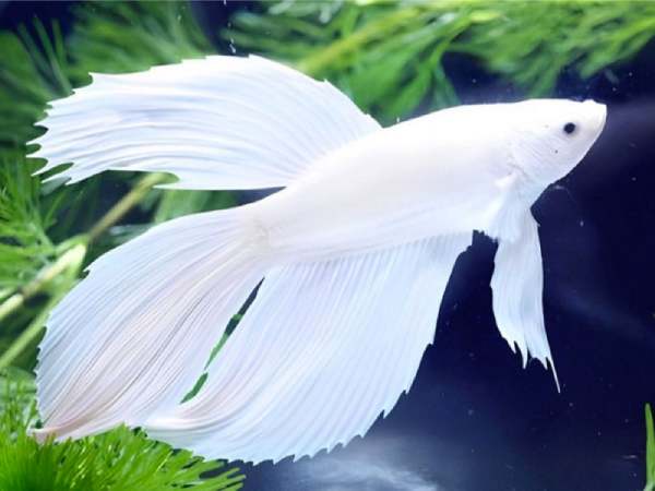 Nằm mơ thấy cá trắng hên hay xui, có con gì vượng phát?