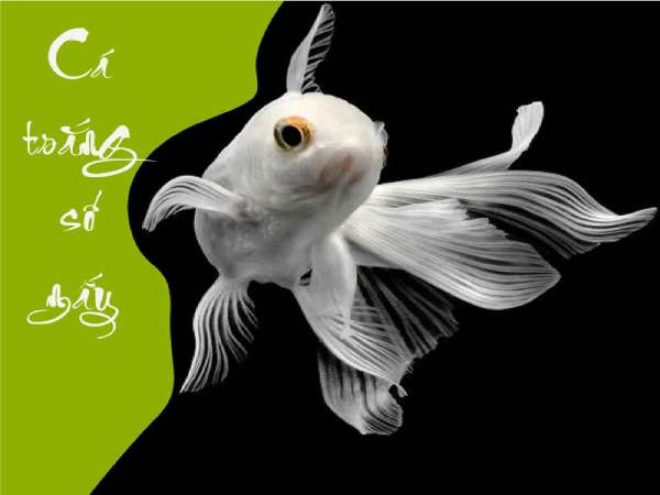 Nằm mơ thấy cá trắng hên hay xui, có con gì vượng phát?