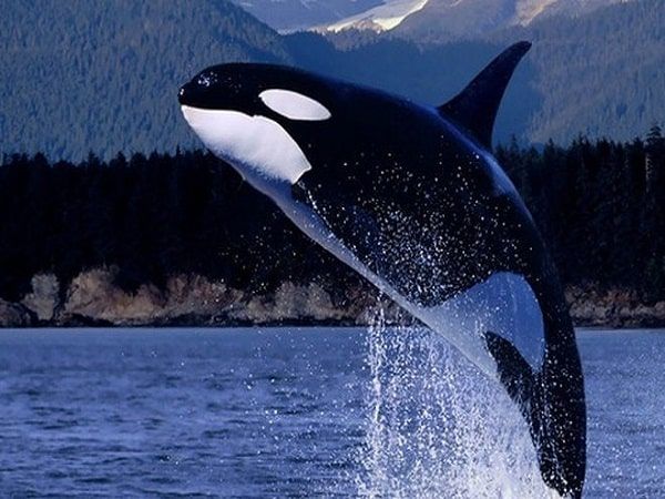 Nằm mơ thấy cá voi là điềm gì: Tài lộc hay thử thách?