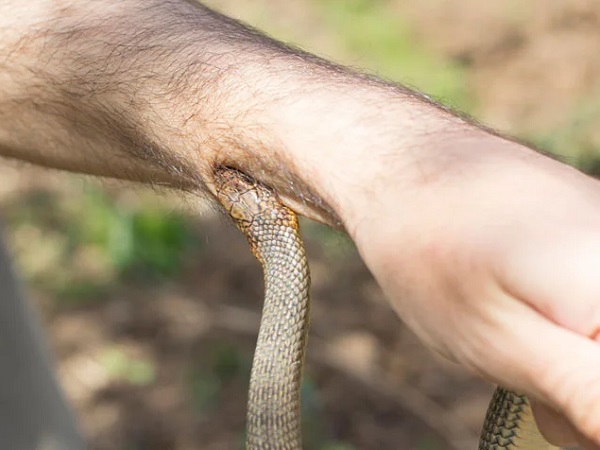 Nằm mơ thấy người thân bị rắn cắn vào tay, vào chân là điềm gì?