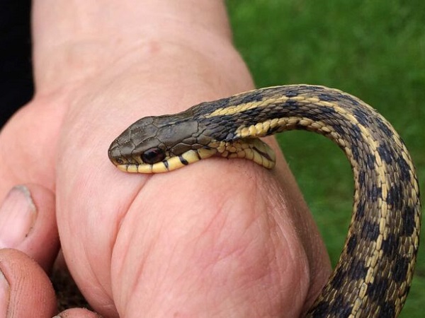 Giải mã nằm mơ thấy người thân bị rắn cắn đánh con gì trúng thưởng?