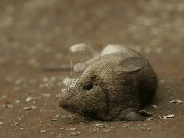 Nằm mơ thấy chuột chết là điềm gì, số mấy trúng thưởng?