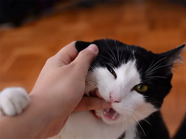 Bật mí nằm mơ thấy mèo cắn là điềm gì, con gì lộc phát?