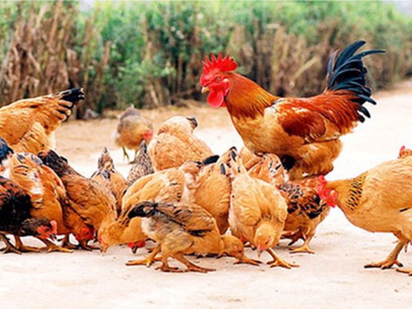 Con gà số mấy, khám phá mơ thấy con gà là điềm gì?