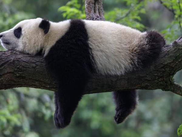 Gấu trúc số mấy theo dân gian