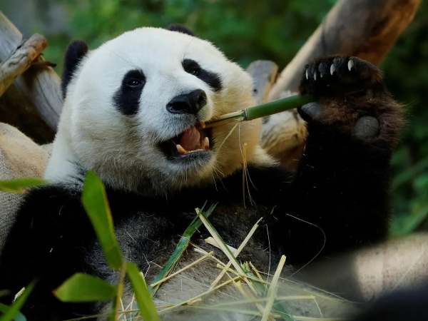 Con gấu trúc số mấy, số đẹp thu hút tài lộc và vận may?